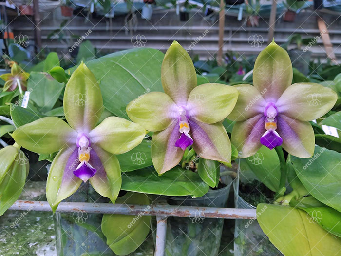 Phalaenopsis ('Emerald Bear' x LD Purple 3S) x Mituo GH King Star.jpg