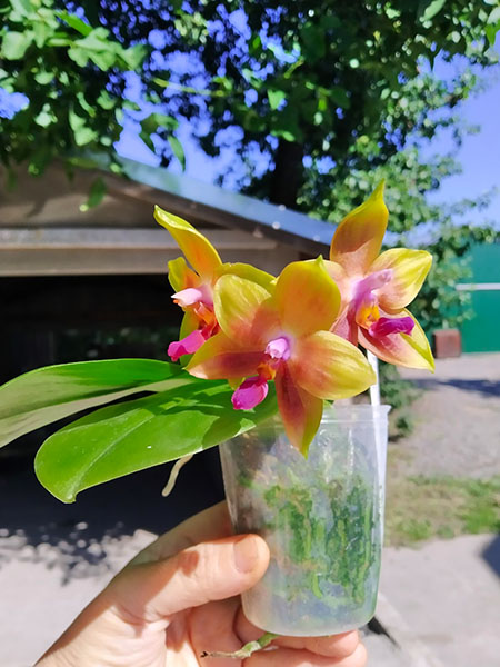 Phalaenopsis Mituo Princess 'Black Beauty' x (speciosa x Mituo Prince) 'Taro purple'.jpg