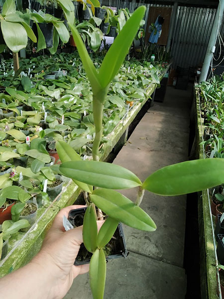 Cattleya Mareeba Tiger.jpg