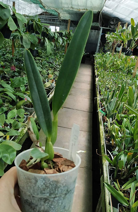 Cattleya percivaliana coerulea 'Bela' x self.jpg