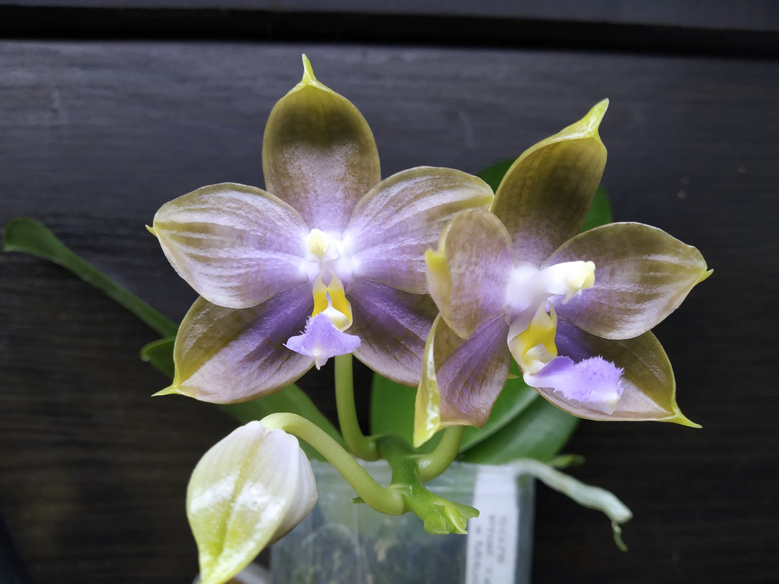 Phalaenopsis Tzu Chiang Tetralitz x Mituo Reflex Dragon.jpg