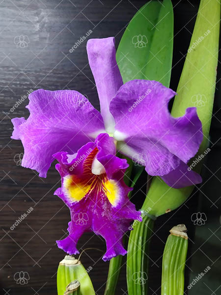 Cattleya warscewiczii sanderiana x Brassolaeliocattleya Chia Lin 'New City'.jpg