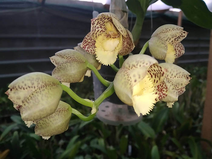 Catasetum Memoria Dorothy Wells (Chuck Taylor 'SVO Sunshine' x Dentigrianum 'SVO Excellence').jpg