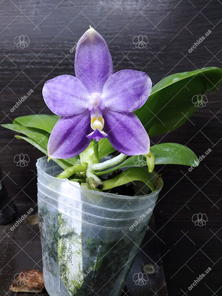 Phalaenopsis Tzu Chiang Tetralitz x Mituo Reflex Dragon.jpg