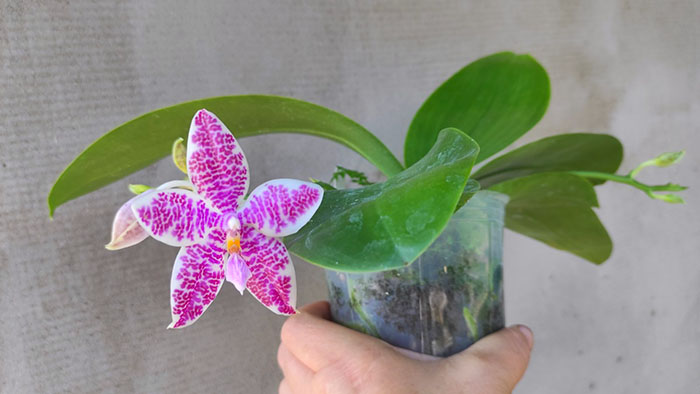 Phalaenopsis Ruby Vasquez x hieroglyphica.jpg