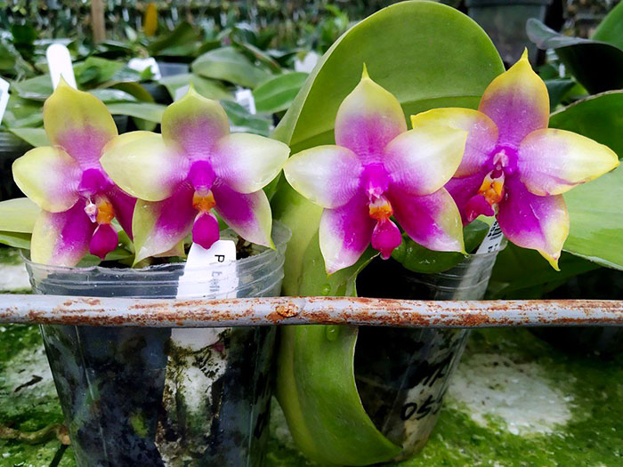 Phalaenopsis bellina 'B-1' x Mituo Princess 'B'.jpg