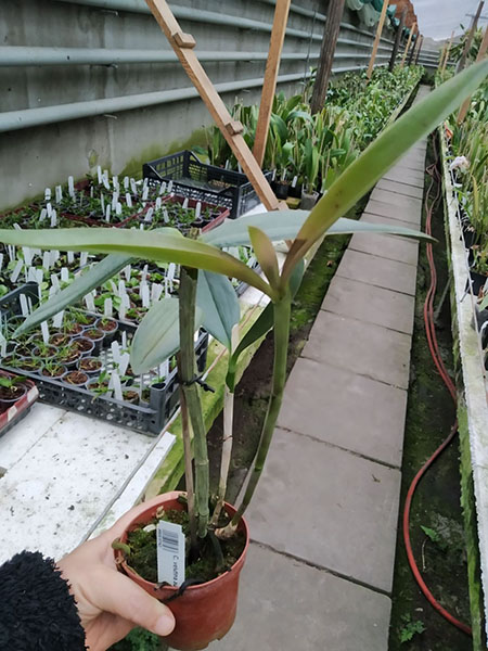 Cattleya velutina aurea x aurea.jpg