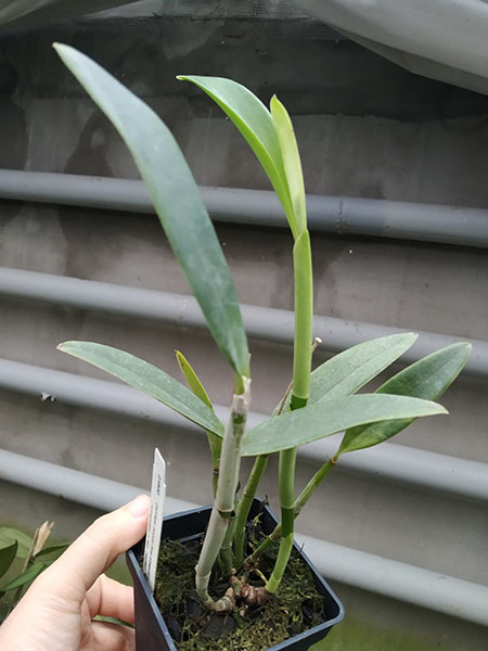 Cattleya bicolor albescens 'Armageddon'.jpg