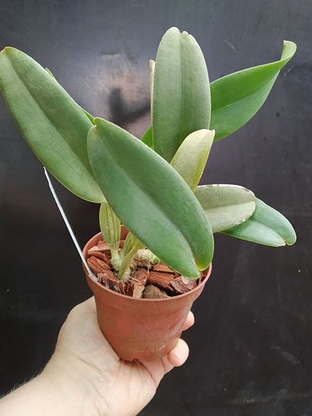 Cattleya lueddemanniana var flamea 'Maria Cristiana' x rubra 'Scorpion'.jpg