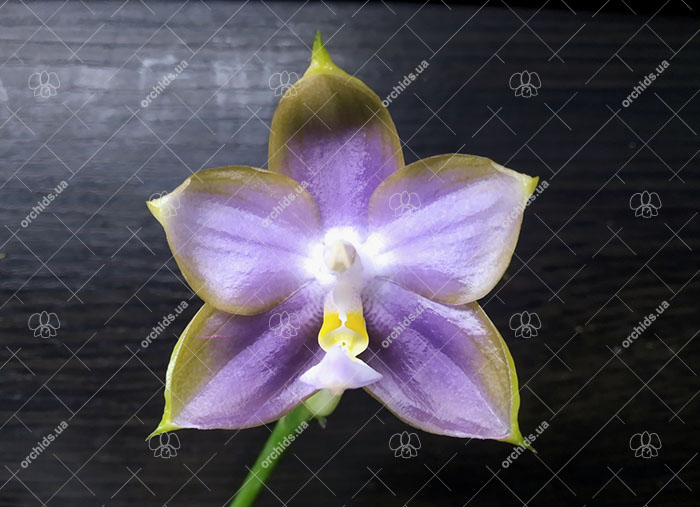 Phalaenopsis Mituo Reflex Dragon 'Blue -2'.jpg