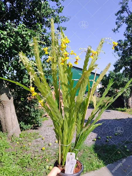 Lockhartia oerstedii.jpg