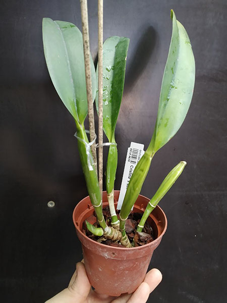 Laelia lobata semi-alba 'Maria Cristina' x self.jpg