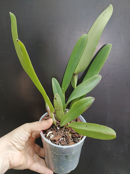 Cattleya Mrs G E Baldwin (dowiana 'La Picose' x Harold).jpg