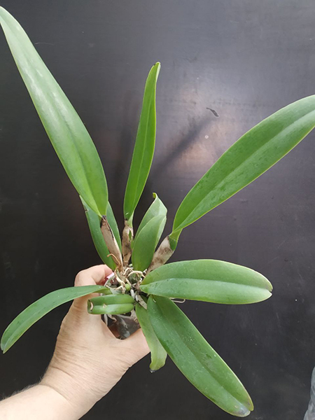 Cattleya Leda (percivaliana x dowiana).jpg