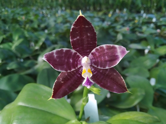 Phalaenopsis Mituo Blue Smurfs 'Blue-S' x Mituo Speciosa 'Blue-Coffe'.jpg