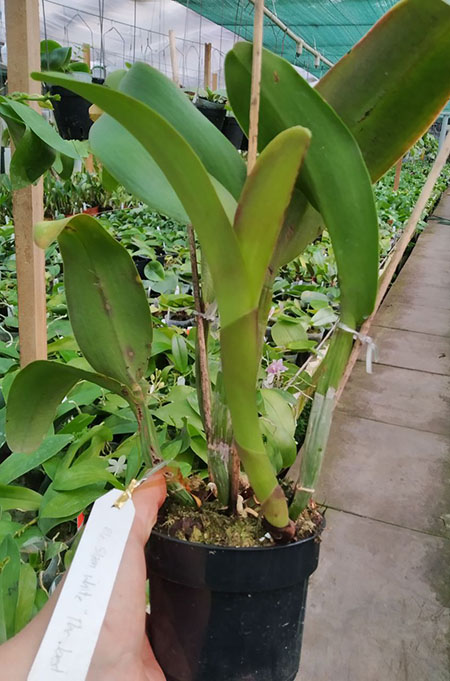 Rhyncholaeliocattleya Siam White 'The Best'.jpg
