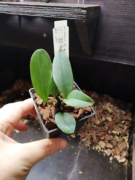 Cattleya schilleriana semi-alba 'Rainha de Esmeraldas'.jpg