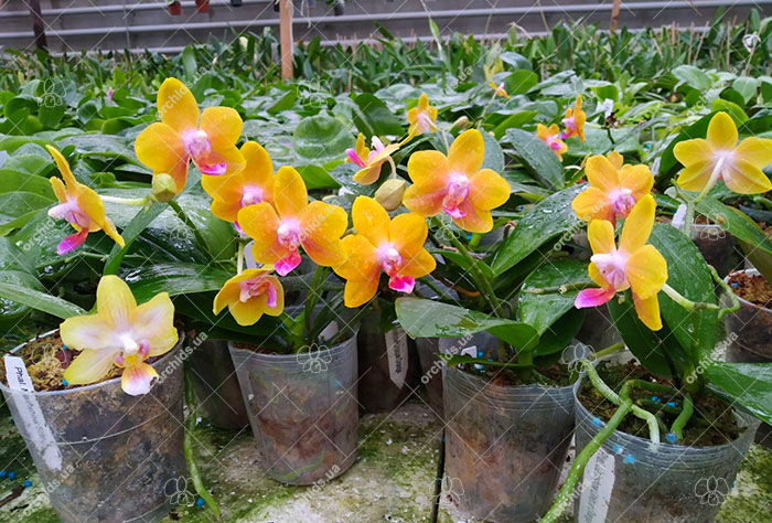 Phalaenopsis Mainshow Unique Orange.jpg