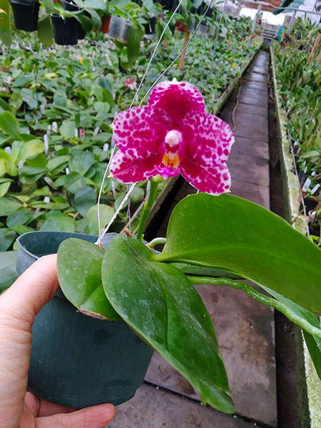 Phalaenopsis Mituo Diamond 'White Python'.jpg