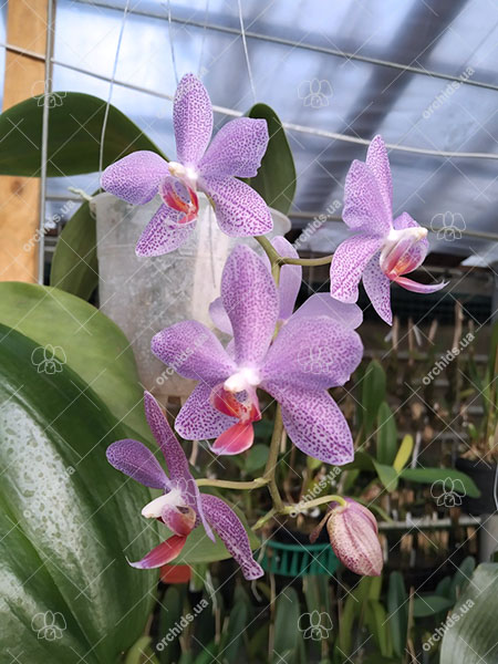 Phalaenopsis gigantea x sanderiana 'Silver Leaf'.jpg