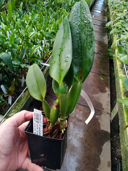 Cattleya gaskelliana coerulea 'Vista Linda' (Z-360) x Cattleya gaskelliana coerulea 'Boas Vista' (Z-360).jpg