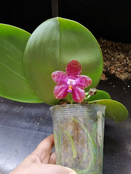 Phalaenopsis Mainshow Tiger (cross plants).jpg