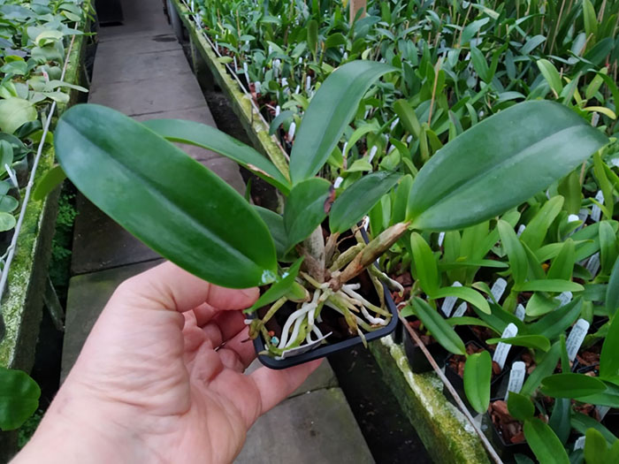 Schomburgkia thomsoniana x Cattleya loddigesii.jpg