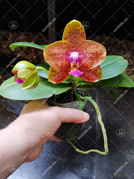 Phalaenopsis Diamond Beauty '1202' x Mituo Gelb Eagle 'Rainbow'.jpg