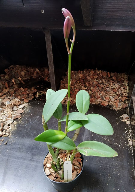 Cattleya schilleriana x Myrmecophila tibicinis.jpg