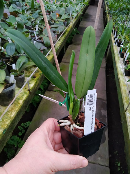 Cattleya percivaliana coerulea 'Bela' x self.jpg