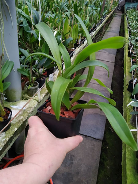 Cattleya bowringiana coerulea.jpg