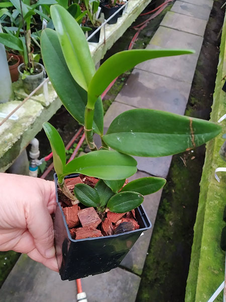 Cattleya velutina (amarela 'Schultz' x 'Felina').jpg