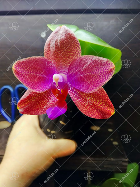 Phalaenopsis Mituo Sun 'Mituo #1' x Ld's Bear King 'RK-1'.jpg