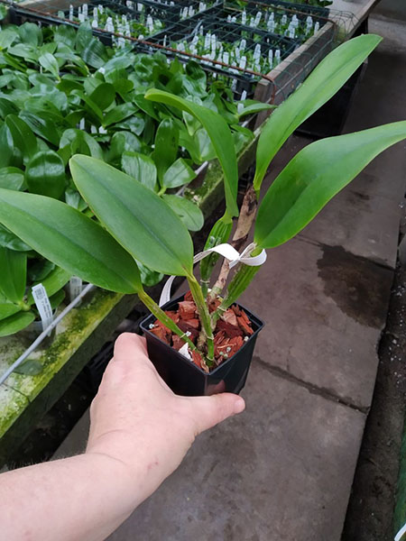 Laelia praestans alba x Cattleya warneri suavissima 'Ricardo Bells'.jpg