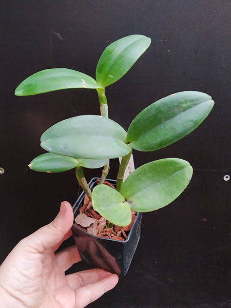 Cattleya bicolor alba x coerulea.jpg