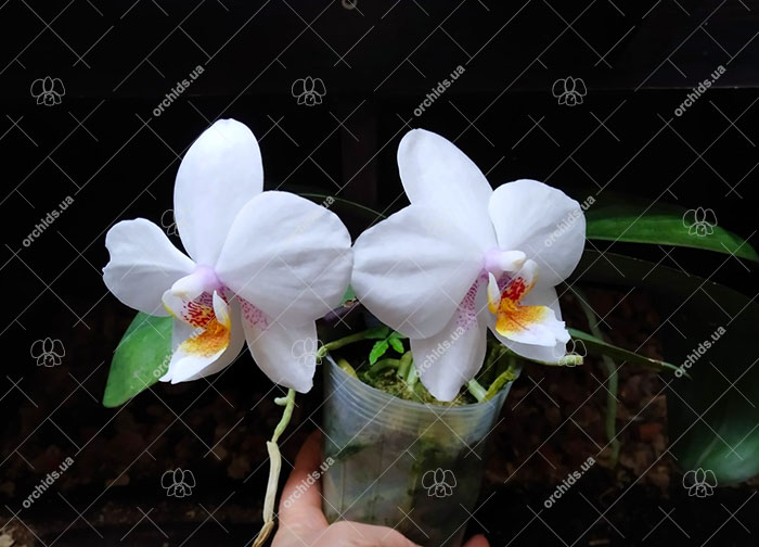 Phalaenopsis Joy Spring Venus x Philishill.jpg