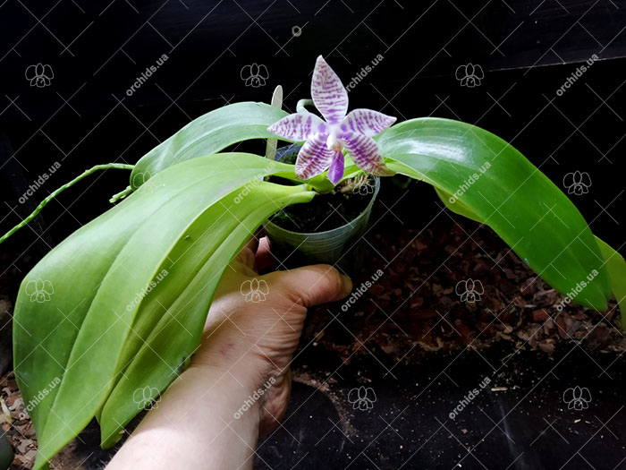 Phalaenopsis Penang Violacea x tetraspis.jpg