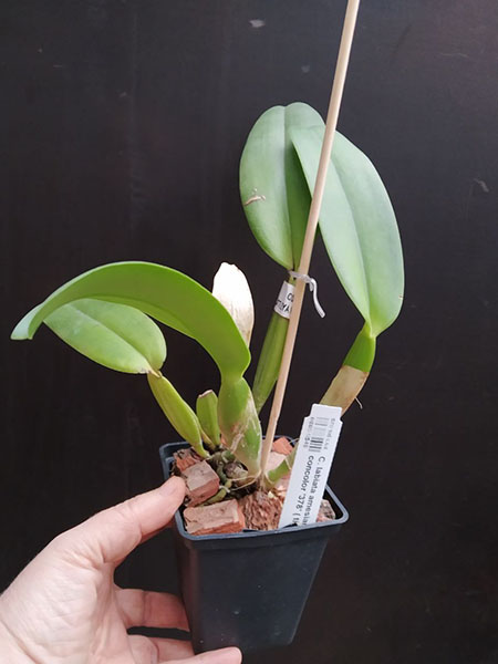 Cattleya labiata amesiana '438' x concolor '378' ( tipo mosca).jpg