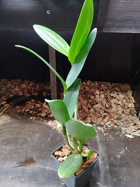 Brassolaeliocattleya Waianae Leopard x Cattleya Corcovado.jpg