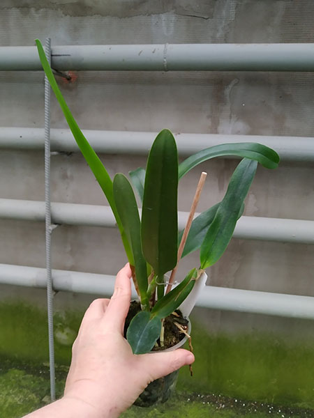 Laelia purpurata werkhauseri.jpg