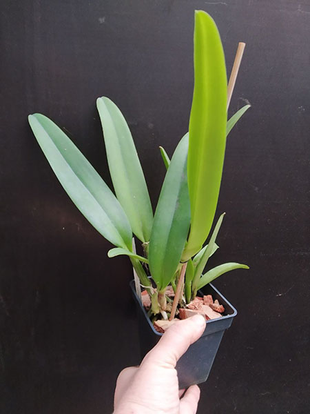 Cattleya maxima semi-alba 'La Pedrena' x self.jpg