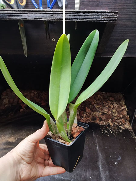 Cattleya labiata coerulescens 'Da Norma Dreher' x self.jpg