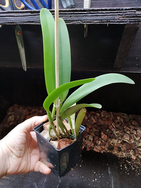 Cattleya maxima rubra 'Dark Star' x self.jpg