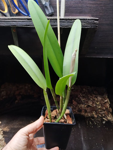 Cattleya maxima (Z-521) x Cattleya maxima rubra (Z-456).jpg