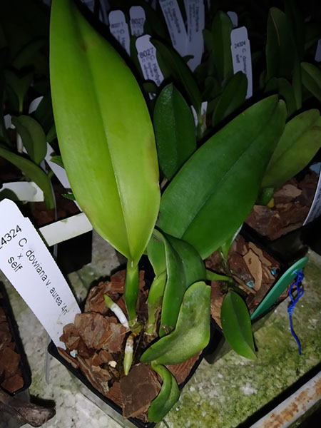 Cattleya dowiana aurea 4n x self.jpg