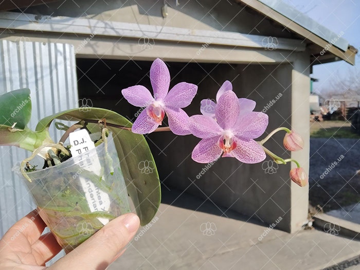 Phalaenopsis gigantea x sanderiana 'Silver Leaf'.jpg