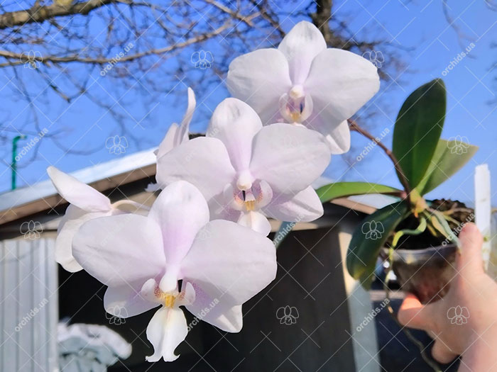 Phalaenopsis Lyndon Crystal Schilleriana (Chingruey's Crystal x schilleriana).jpg