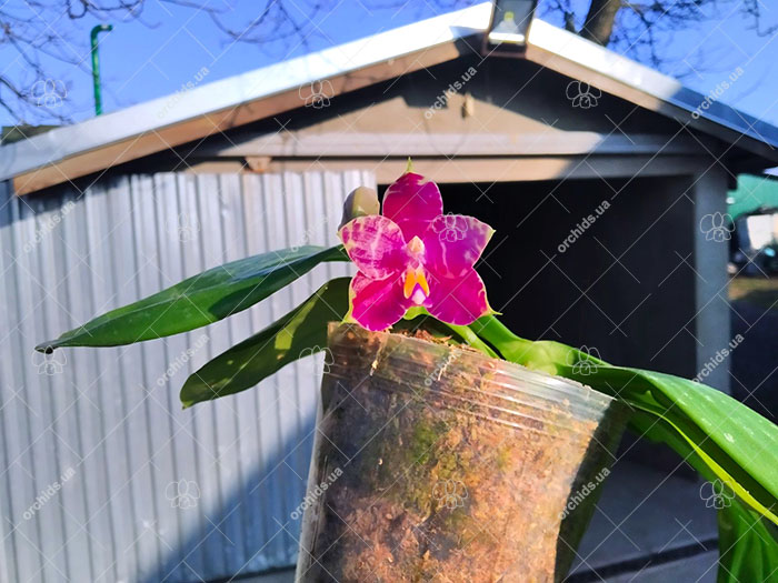 Phalaenopsis Mituo Purple Dragon 'BLue White' x Mituo Golden Tiger 'TTT'.jpg