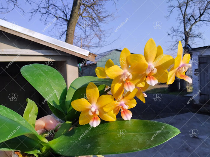 Phalaenopsis Mainshow Golden Crown.jpg