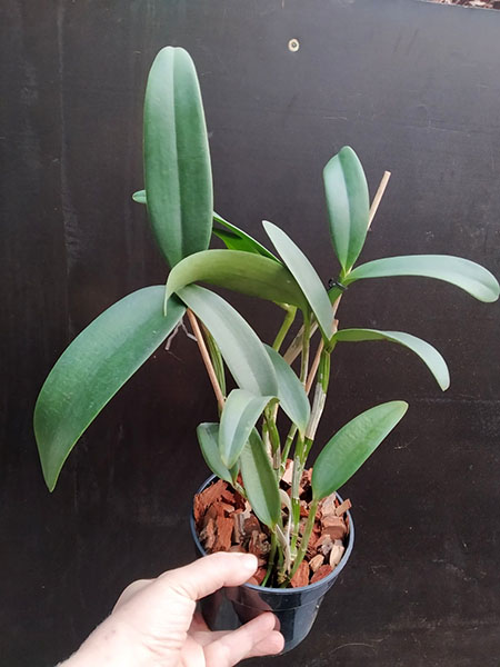 Cattleya Green Emerald 'Orchid Queen' (Cattleya Elizabeth Mahon x Cattleya Thospol Spot).jpg